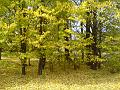 Autumn colours, creekside, Armidale DSC00644